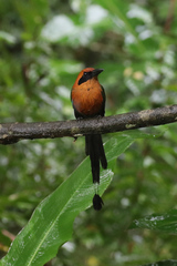 Baryphthengus martii