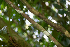 Micropholis brochidodroma