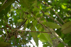 Micropholis brochidodroma