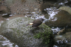 Myiothlypis fulvicauda