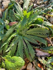 Plantago serraria