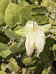 Capparis