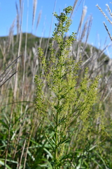 Thalictrum amurense