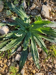 Plantago serraria
