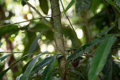 Sorocea
