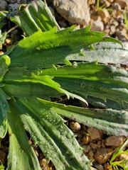 Plantago serraria