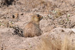 Cynomys gunnisoni