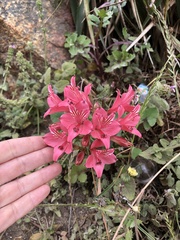 Alstroemeria ligtu ligtu