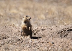 Cynomys gunnisoni