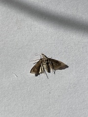Hypena scabra
