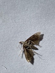 Hypena scabra