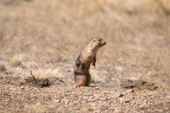 Cynomys gunnisoni