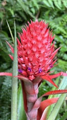 Ananas comosus bracteatus