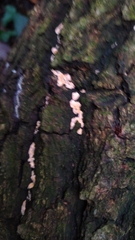 Phlebia radiata
