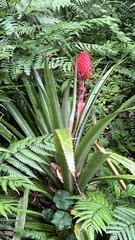 Ananas comosus bracteatus