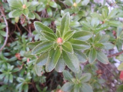 Rhododendron hirsutum