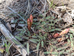 Calliandra humilis
