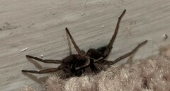 Herpyllus propinquus