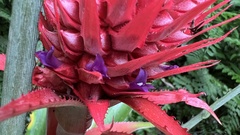 Ananas comosus bracteatus