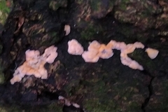 Phlebia radiata