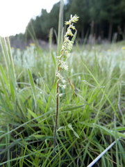 Holothrix scopularia