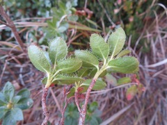 Rhododendron hirsutum