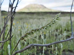 Holothrix scopularia