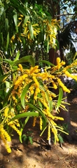 Acacia auriculiformis