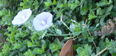 Convolvulus