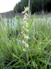 Holothrix scopularia