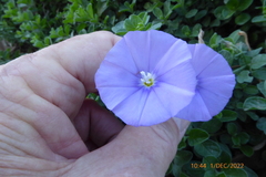 Convolvulus