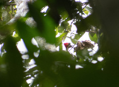 Campephilus melanoleucos