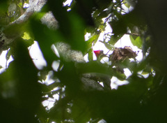 Campephilus melanoleucos