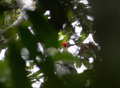 Campephilus melanoleucos