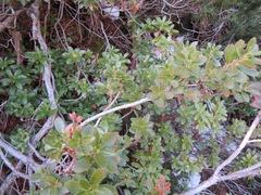 Rhododendron hirsutum