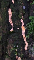 Phlebia radiata
