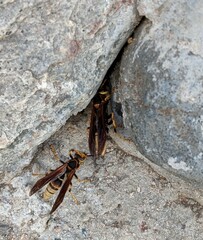 Polistes comanchus