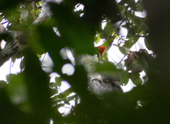 Campephilus melanoleucos