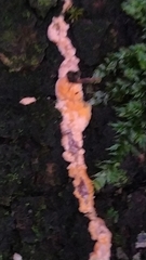 Phlebia radiata