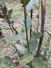 Laurus nobilis