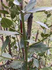 Laurus nobilis