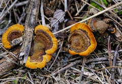 Gloeophyllaceae