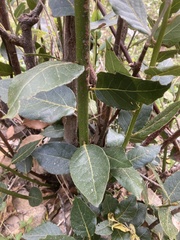 Laurus nobilis