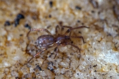 Enoplognatha