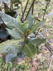 Laurus nobilis