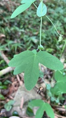 Passiflora tenuifila