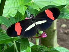 Heliconius melpomene