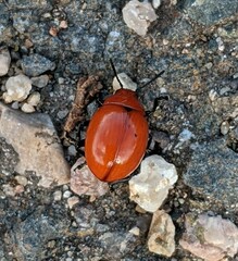 Leptinotarsa rubiginosa