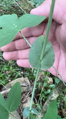 Passiflora tenuifila