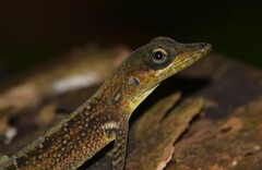 Anolis roquet